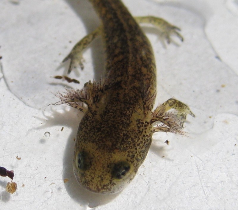 anche questa  salamandrina?? S. perspicillata, larva
